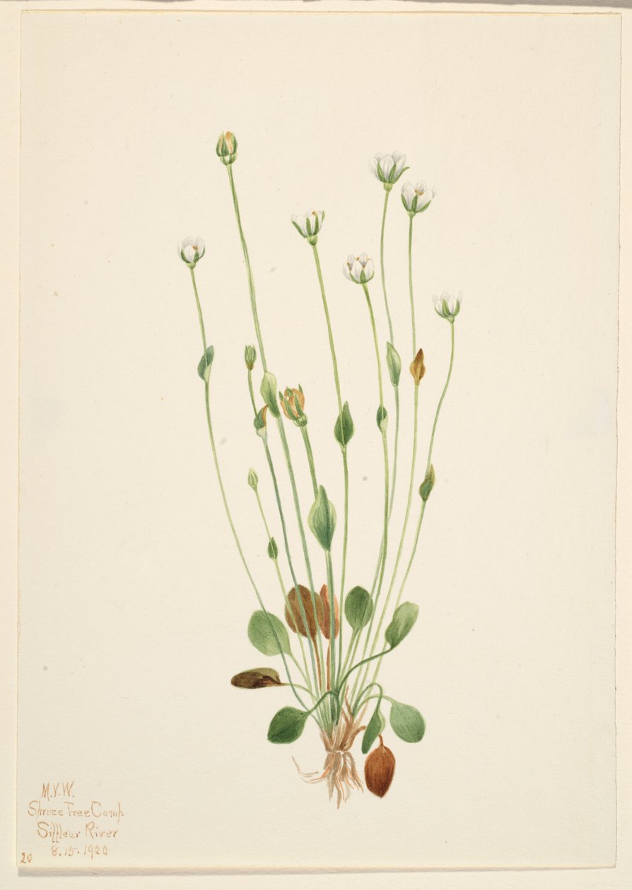 Gray Ragwort (Senecio canus) tekijältä Mary Vaux Walcott