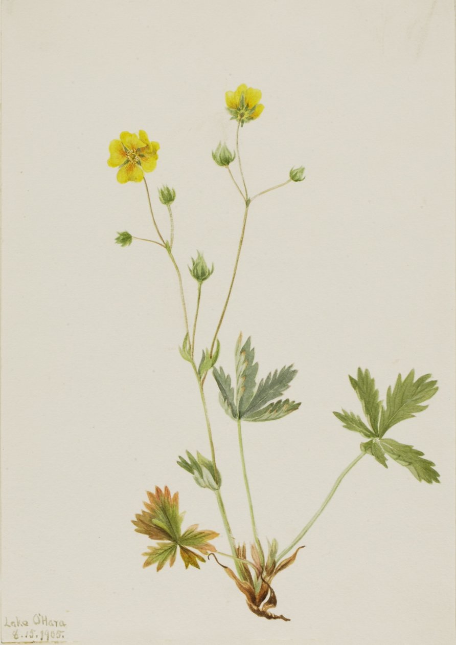 Grayleaf Fivefinger (Potentilla glaucophylla) tekijältä Mary Vaux Walcott