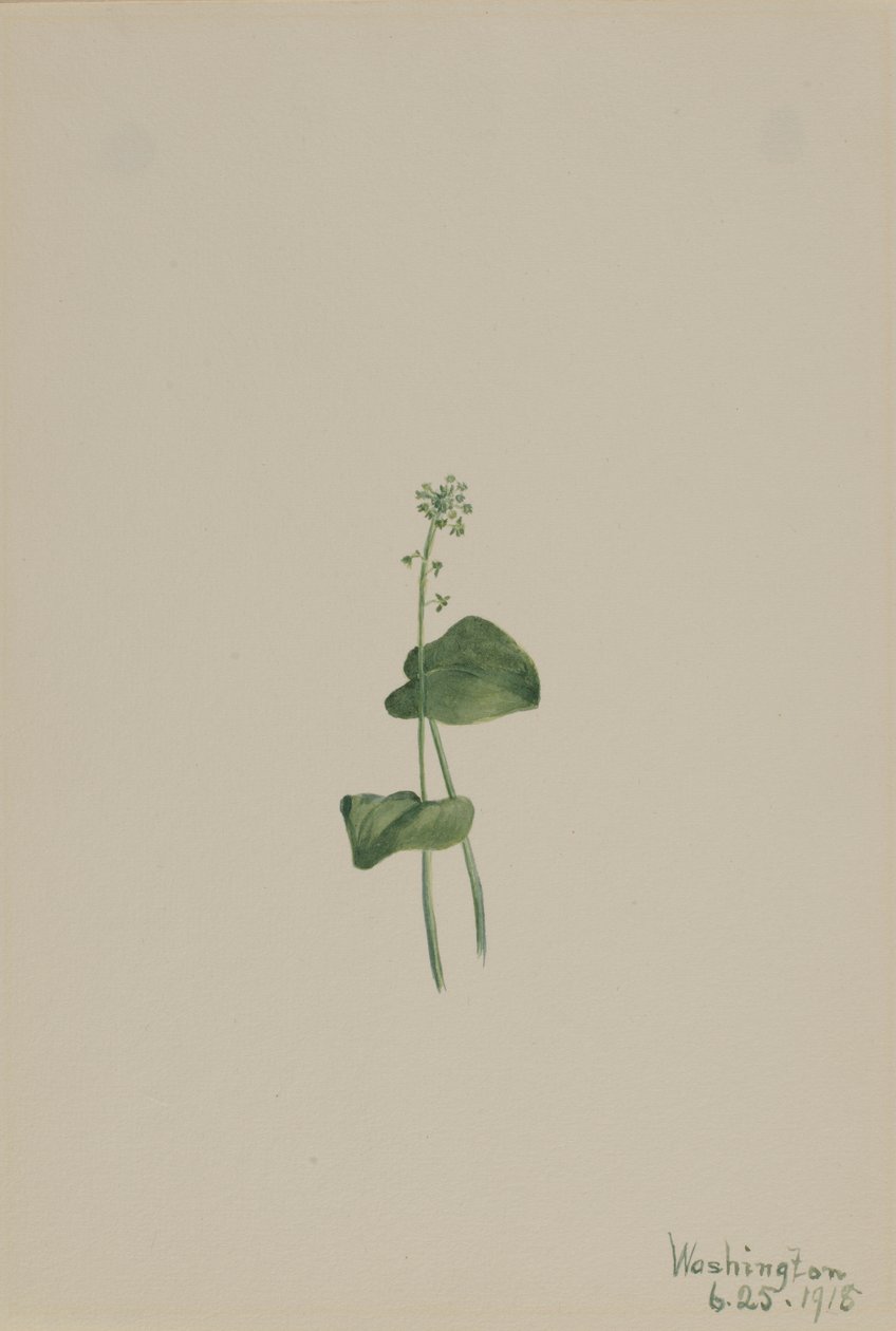 Vihreä käärmeen suu (Malaxis unifolia) tekijältä Mary Vaux Walcott