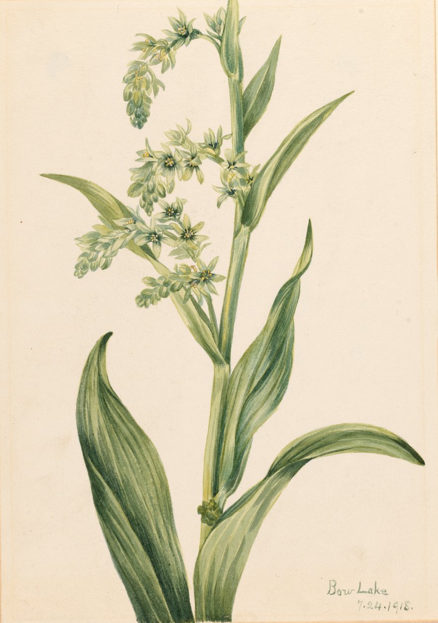 Vihreä karhunkaali (Veratrum viride) tekijältä Mary Vaux Walcott