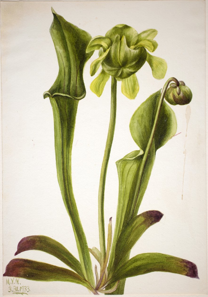 Vihreä kannukasvi (Sarracenia orephila) tekijältä Mary Vaux Walcott
