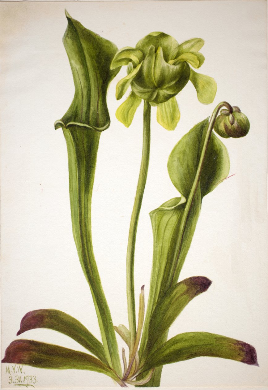 Vihreä kakkukasvi Sarracenia orephila, 1933. tekijältä Mary Vaux Walcott