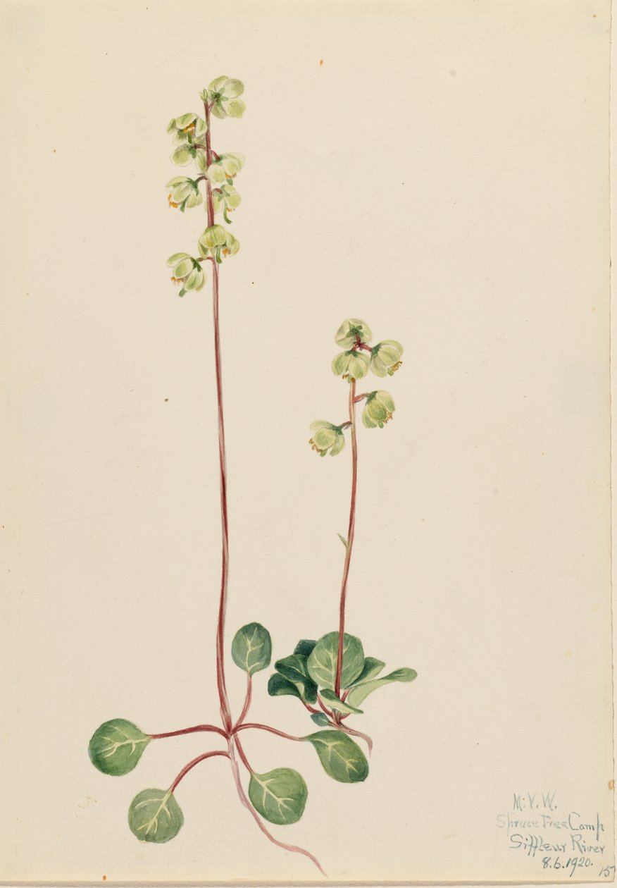 Vihreä Pyrola (Pyrola chlorantha) tekijältä Mary Vaux Walcott