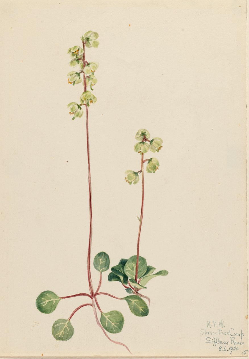 Vihreä Pyrola Pyrola chlorantha, 1920. tekijältä Mary Vaux Walcott