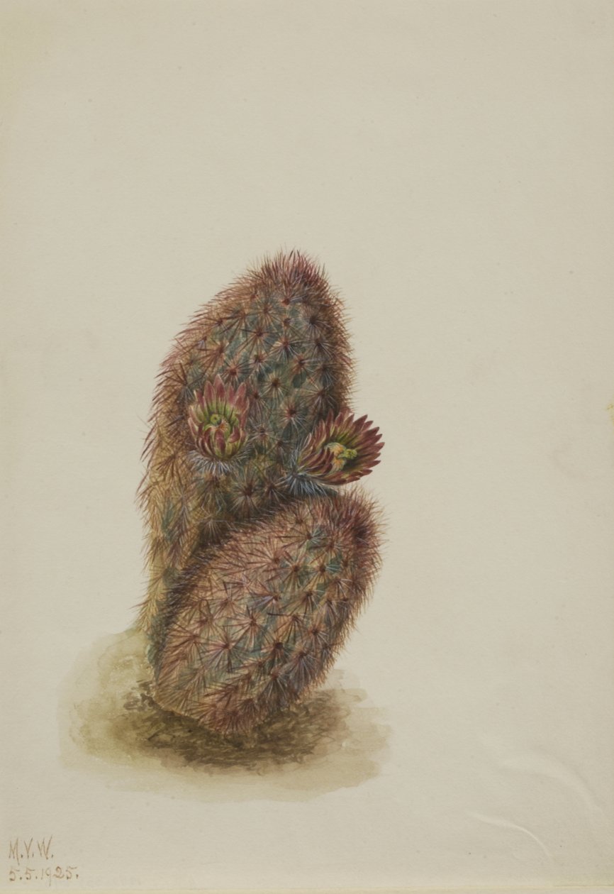 Vihreä mansikkakaktus Echinocereus viridiflorus, 1925. tekijältä Mary Vaux Walcott