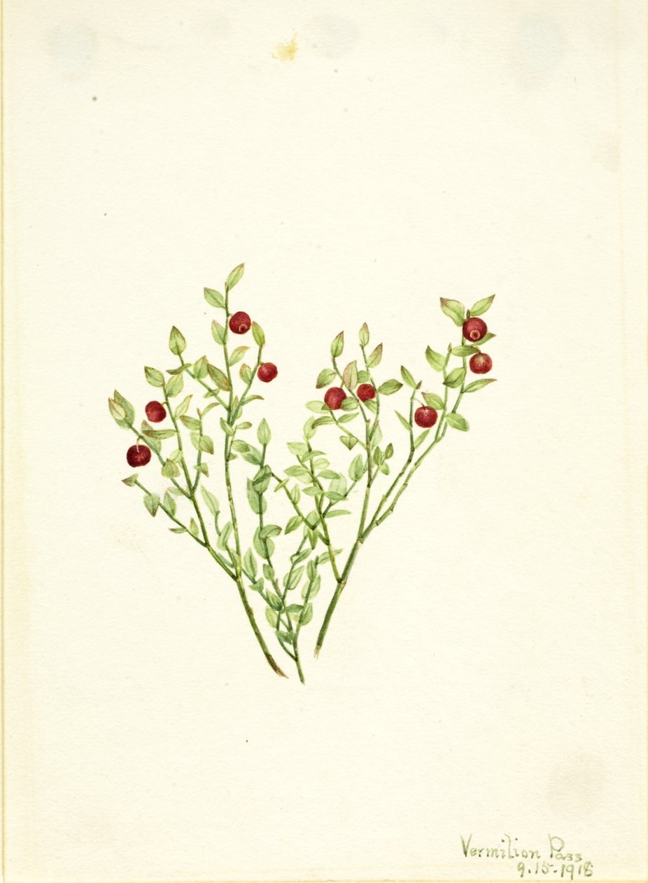 Grouse Whortleberry (Vaccinium scoparium) tekijältä Mary Vaux Walcott