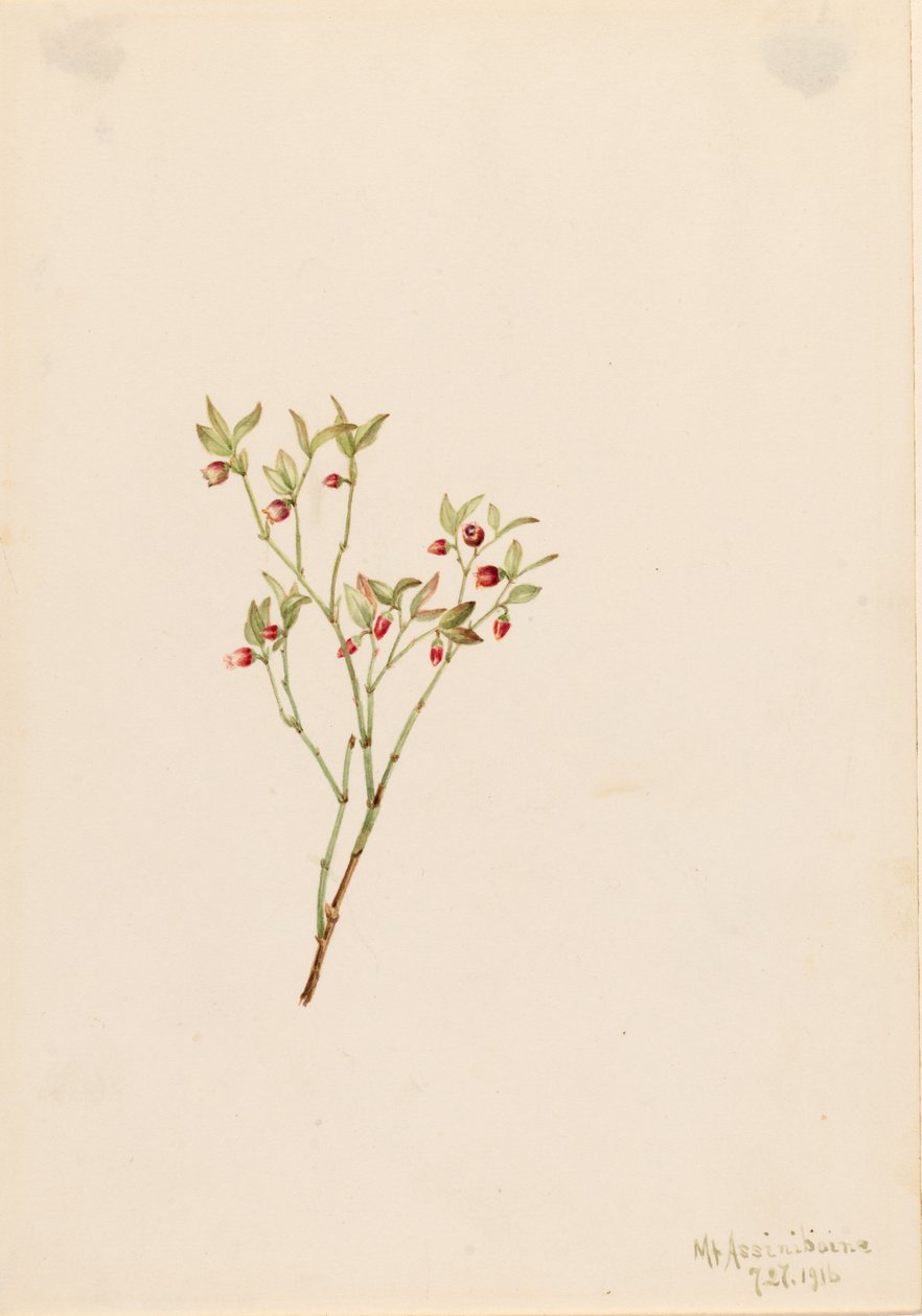 Karviainen Whortleberry (Vaccinum scoparium) (Vaccinum scoparium) tekijältä Mary Vaux Walcott