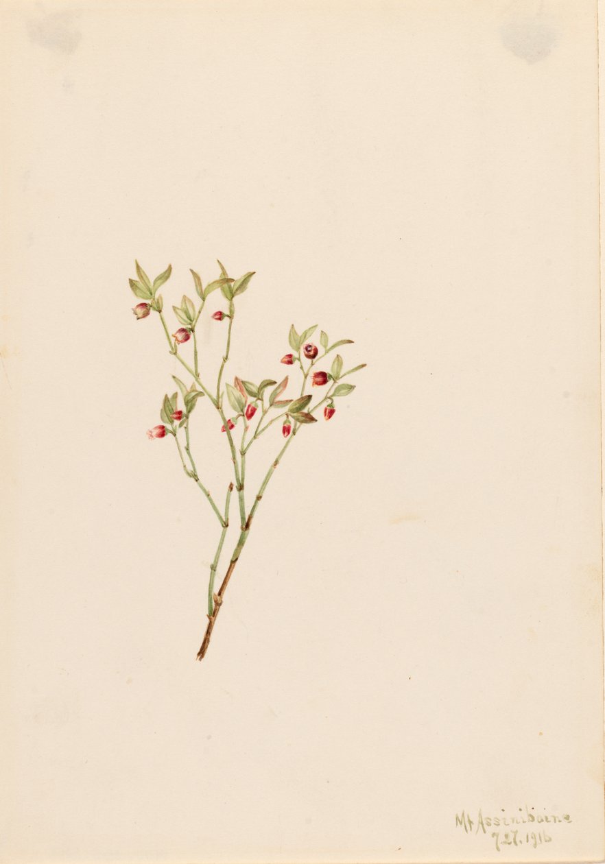 Grouse Whortleberry Vaccinum scoparium, 1916. tekijältä Mary Vaux Walcott