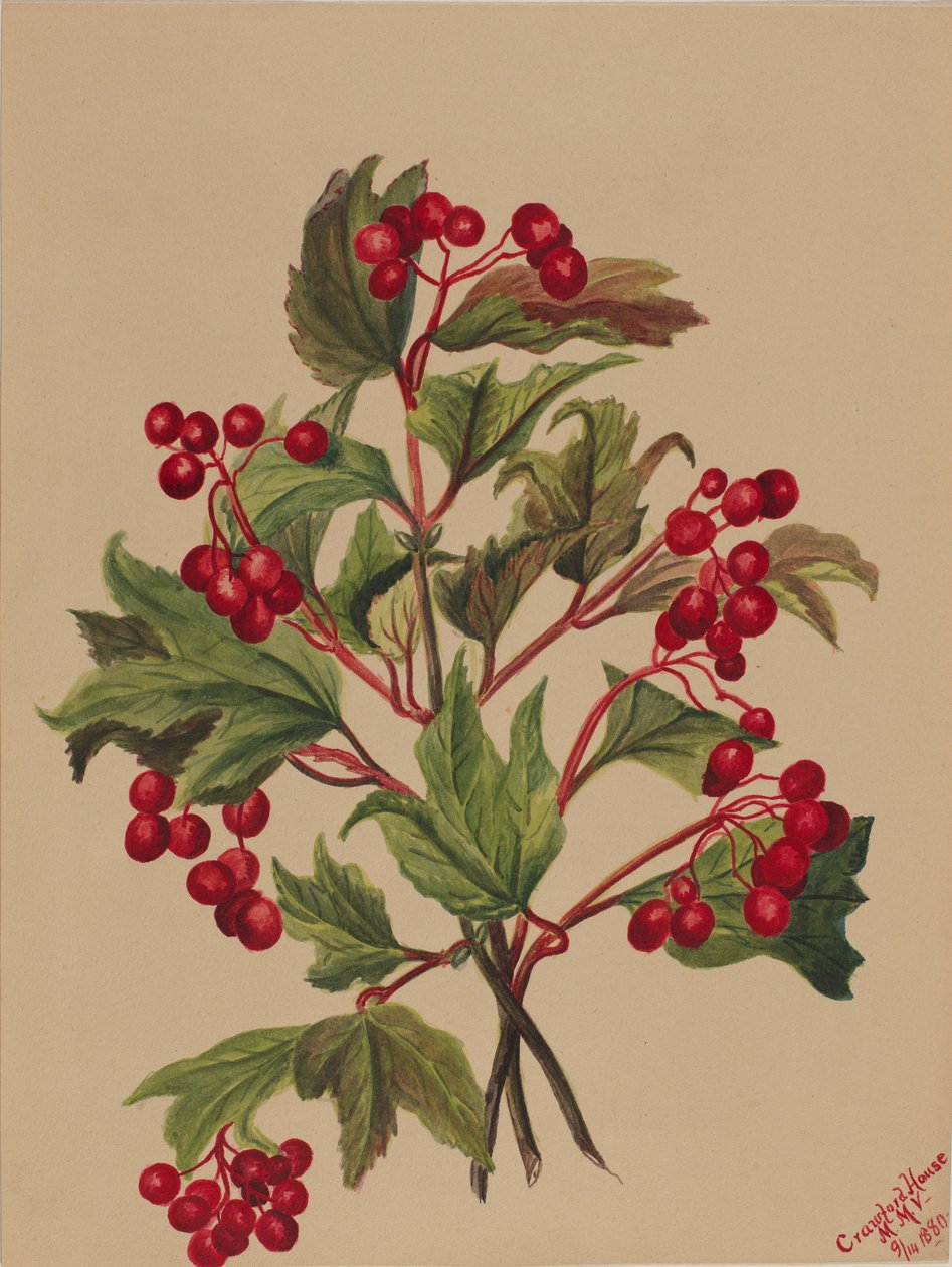 Grouseberry (Viburnum americanum) tekijältä Mary Vaux Walcott