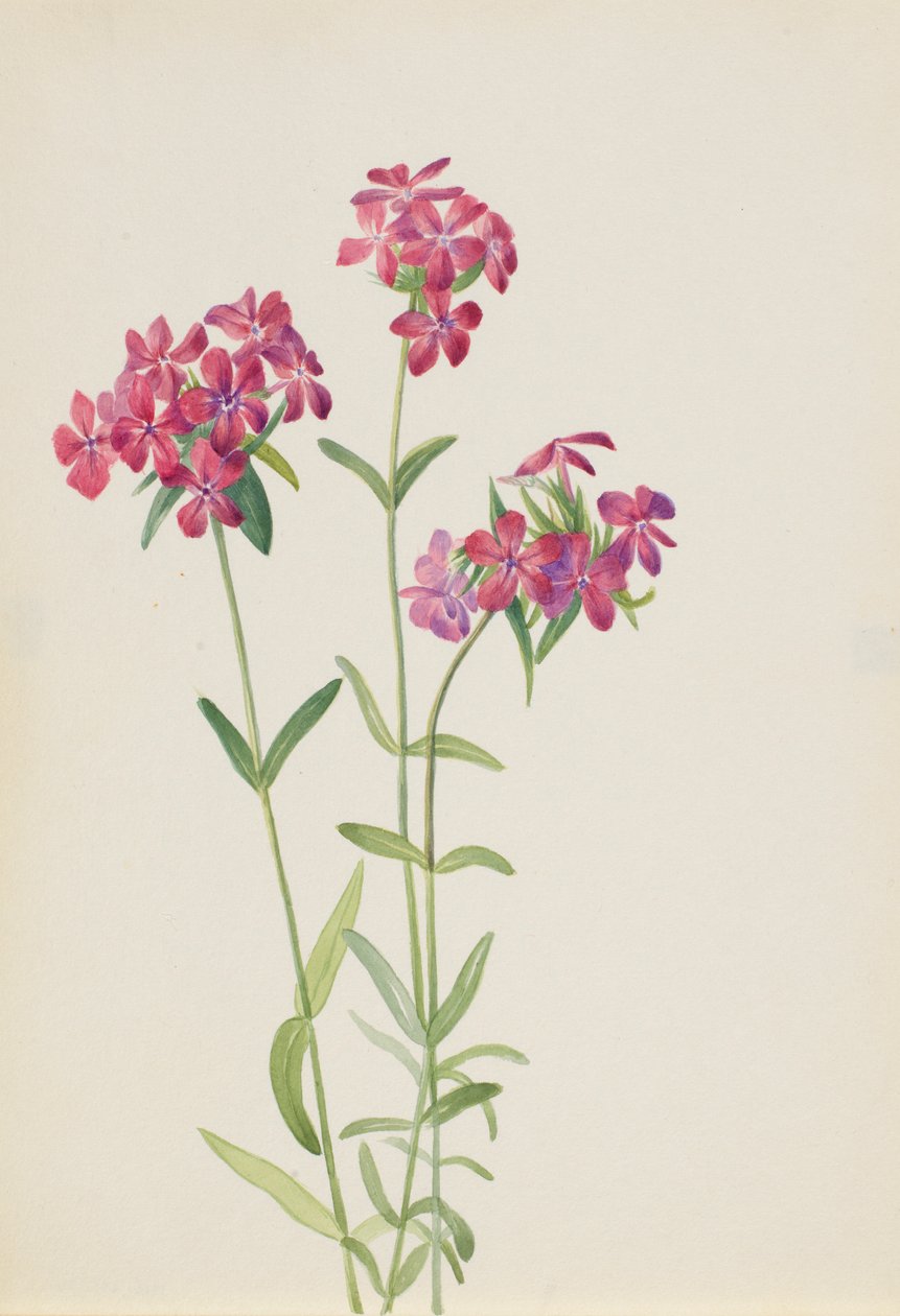 Karvapalpakko (Phlox amoena) tekijältä Mary Vaux Walcott