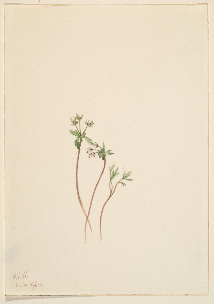 Kevään airut (Erigenia bulbosa) tekijältä Mary Vaux Walcott