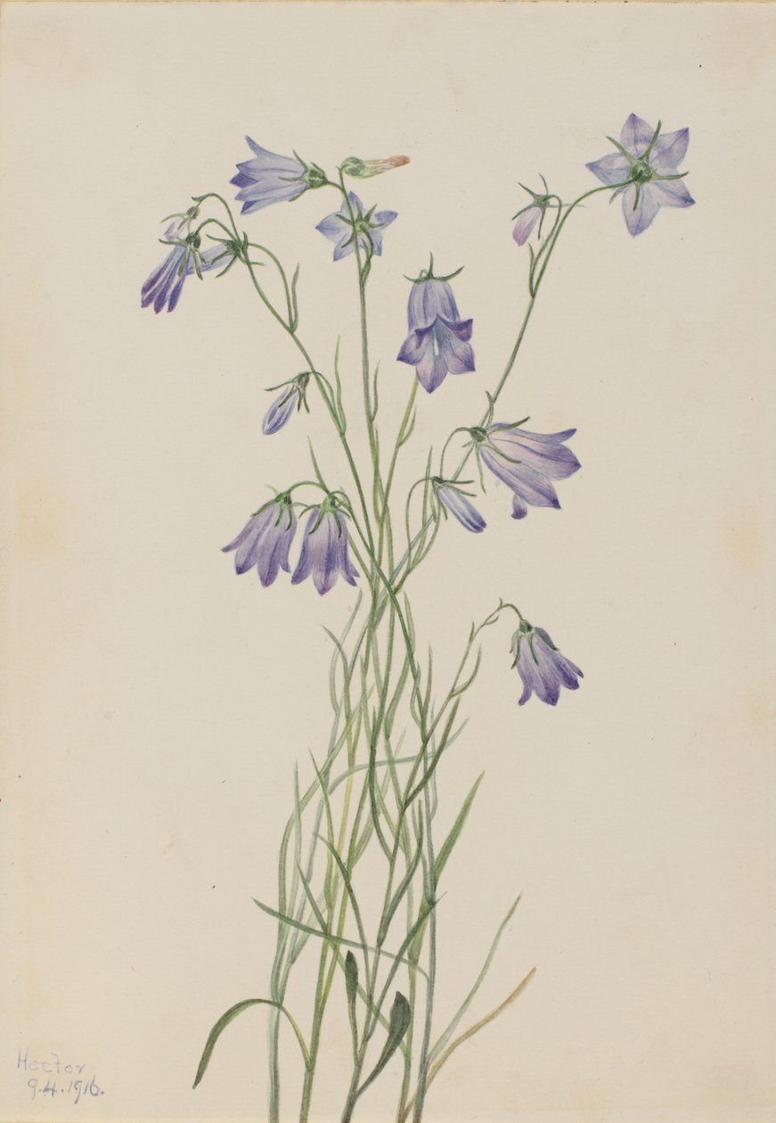 Harebell (Campanula rotundifolia) tekijältä Mary Vaux Walcott