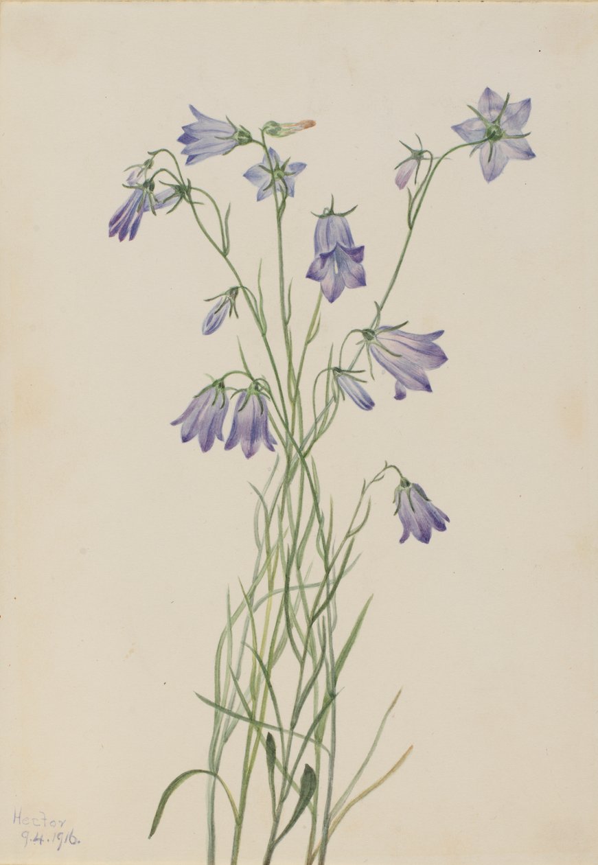 Harebell Campanula rotundifolia, 1916. tekijältä Mary Vaux Walcott