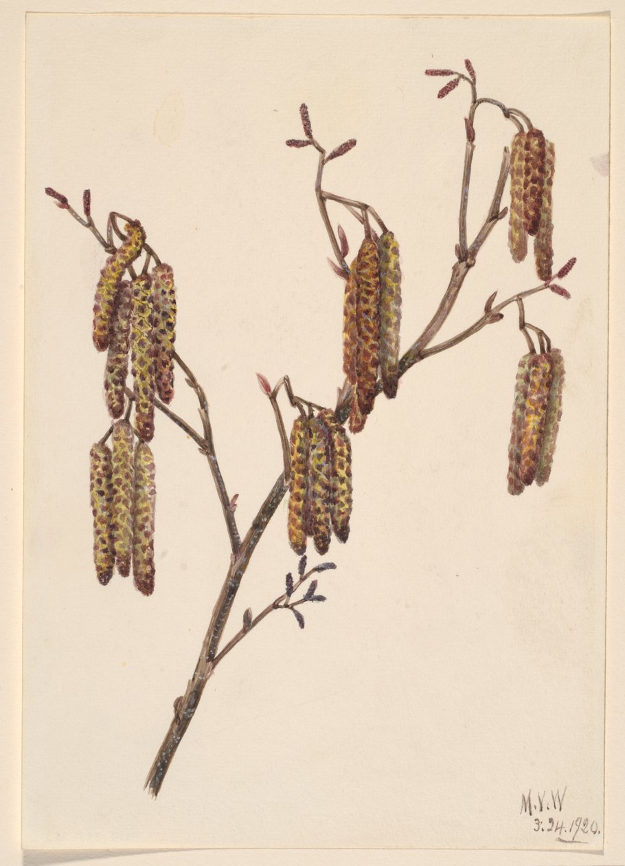 Pähkinäalvejuuri (Alnus regosa) tekijältä Mary Vaux Walcott