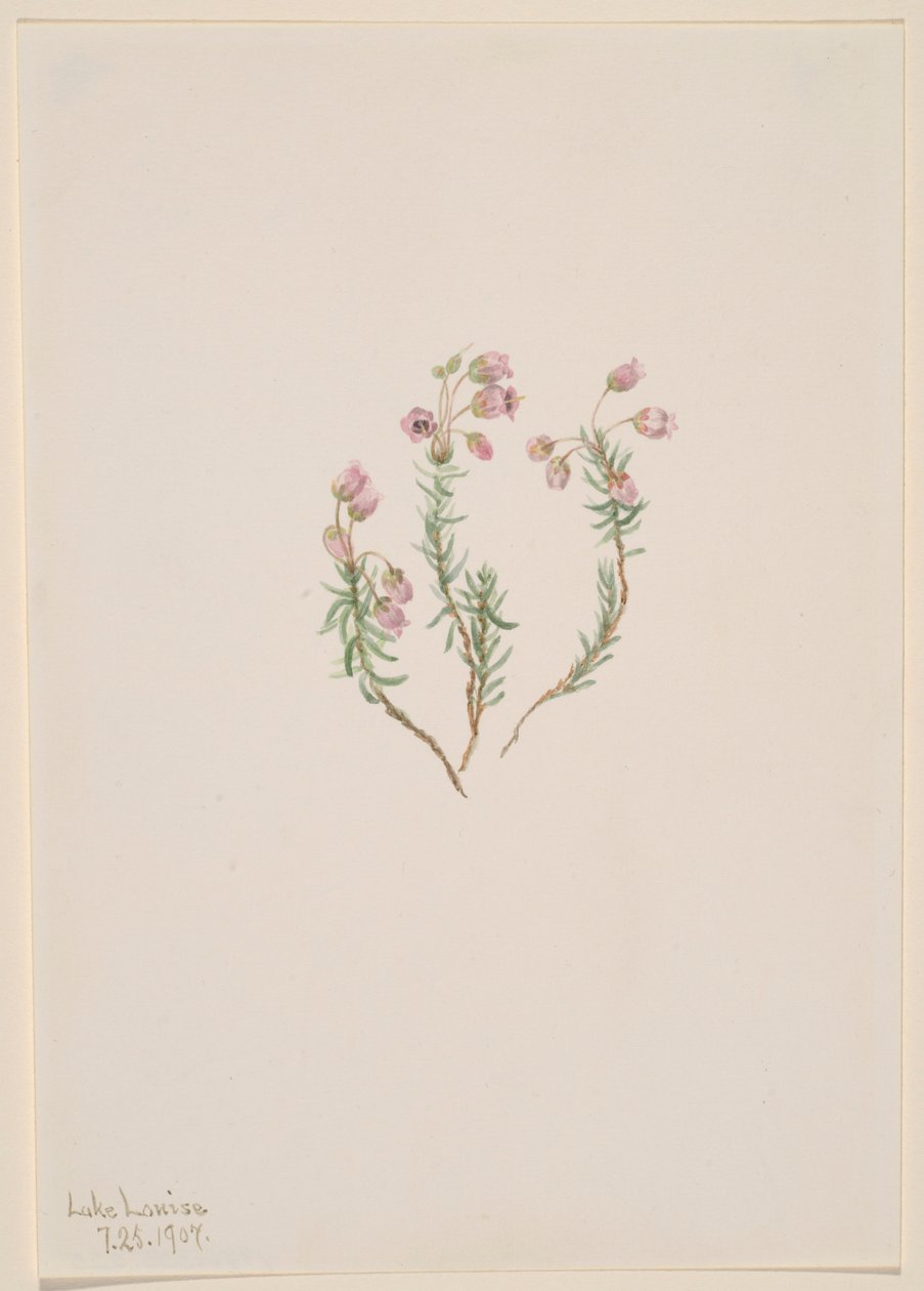 Kanerva (Phyllodoce intermedia) tekijältä Mary Vaux Walcott