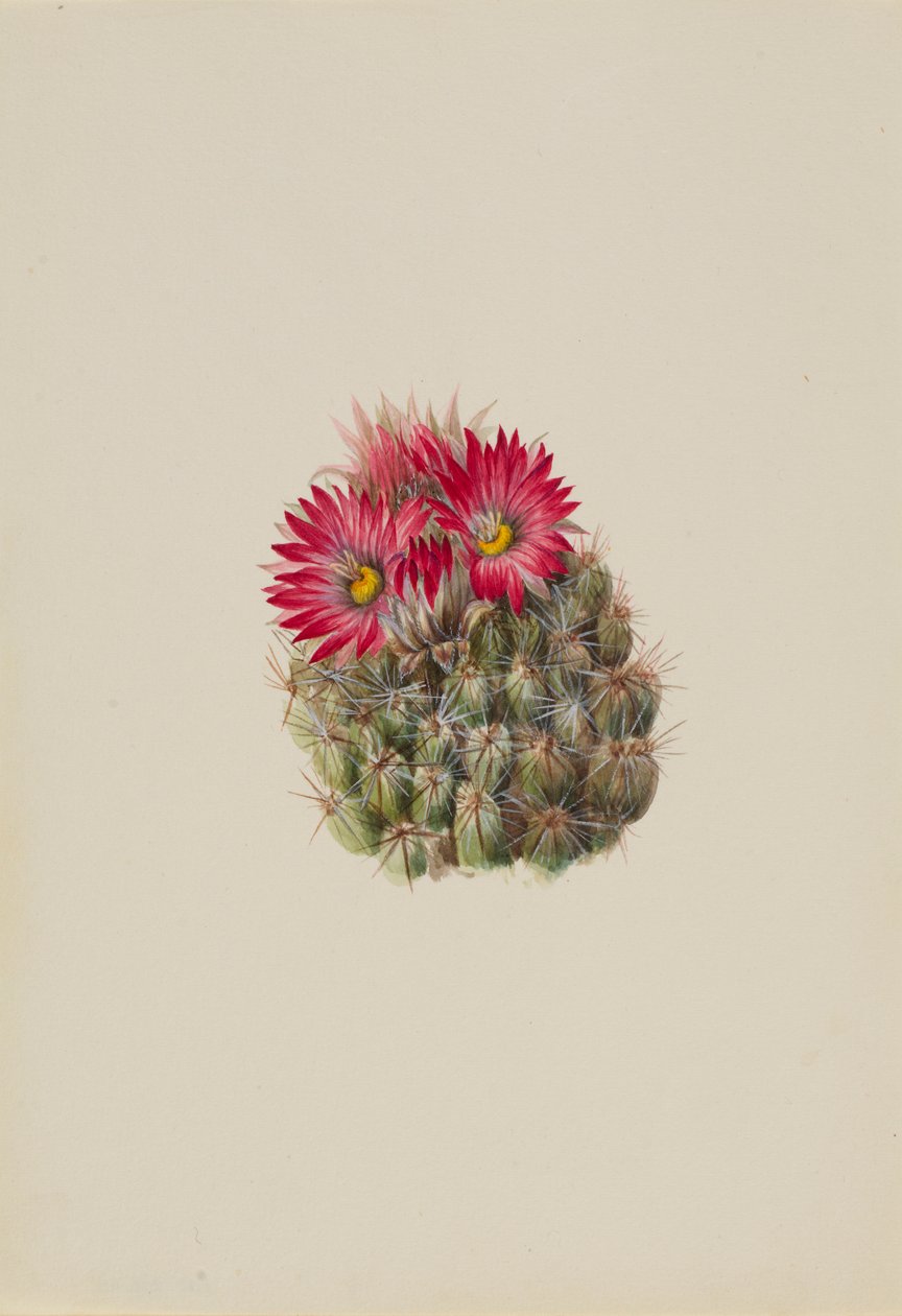 Siilikaktus (Coryphantha arizonica) tekijältä Mary Vaux Walcott