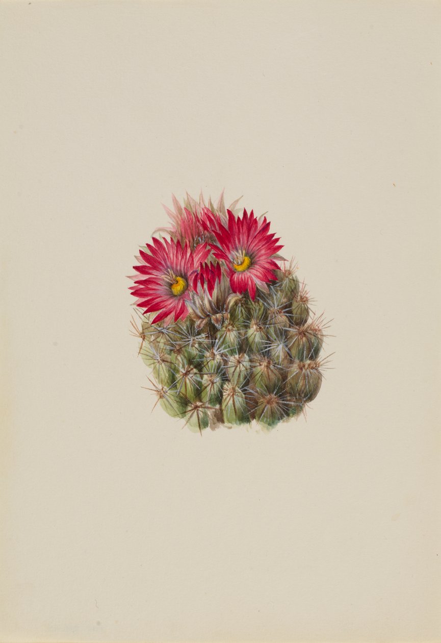 Hedgehog Cactus Coryphantha arizonica, 1933. tekijältä Mary Vaux Walcott