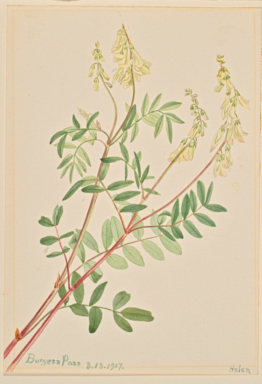 Hedysarum (Hedysarum sulphurescens) tekijältä Mary Vaux Walcott