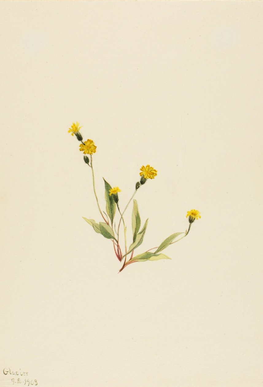Heieracium gracile tekijältä Mary Vaux Walcott