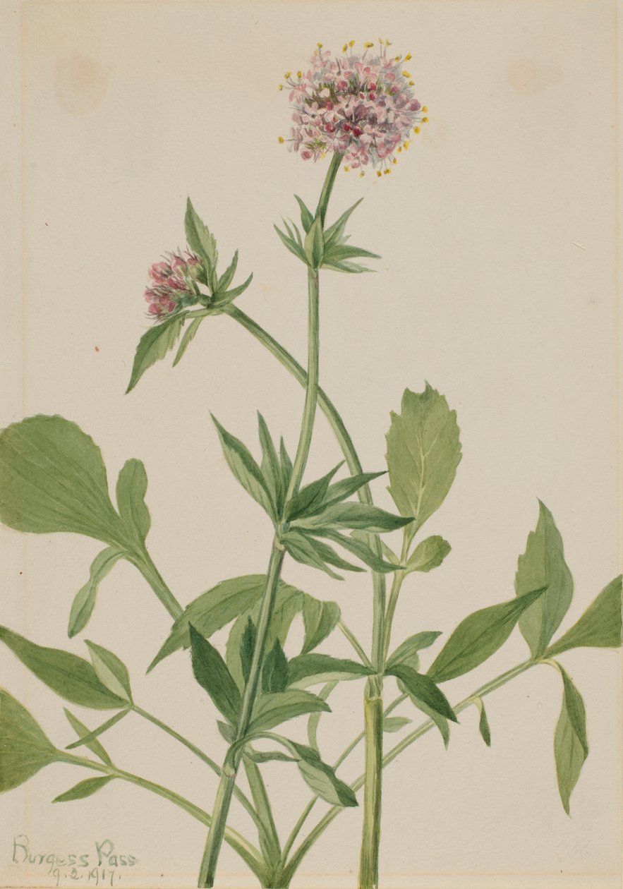Heliotrope Valerian (Valeriana sitchensis) tekijältä Mary Vaux Walcott