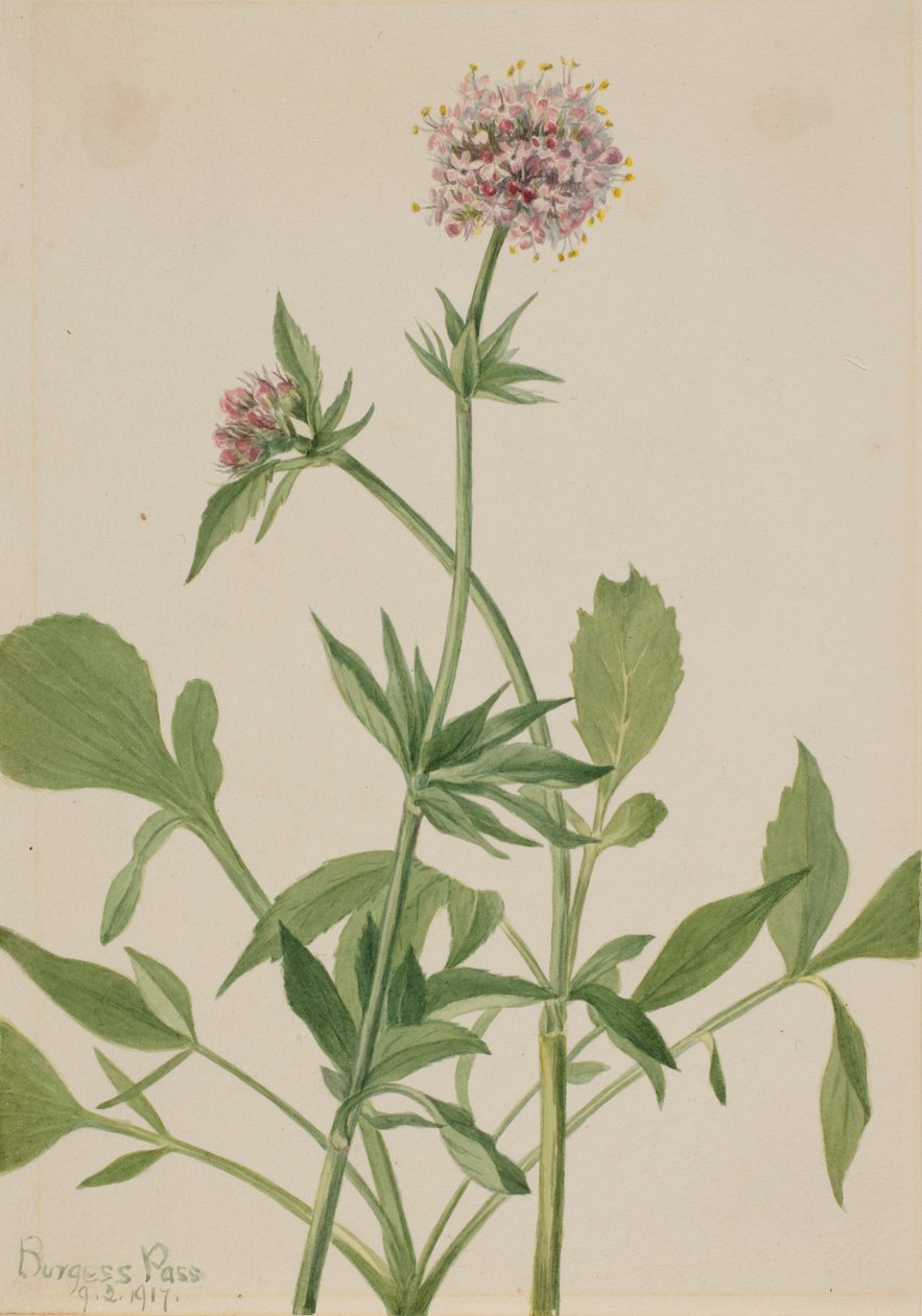 Heliotrooppi Valerian Valeriana sitchensis, 1917. tekijältä Mary Vaux Walcott