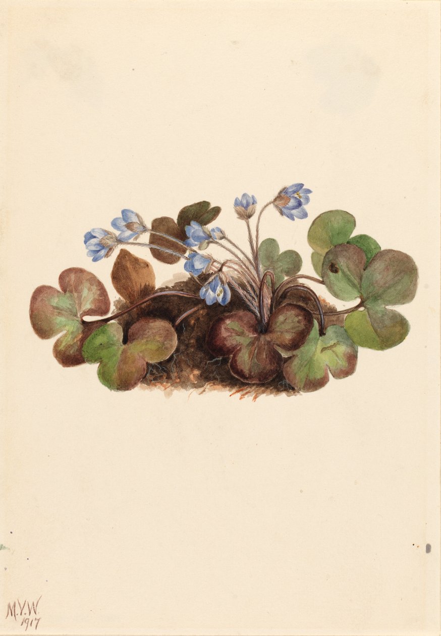 Hepatica (Hepatica americana) tekijältä Mary Vaux Walcott