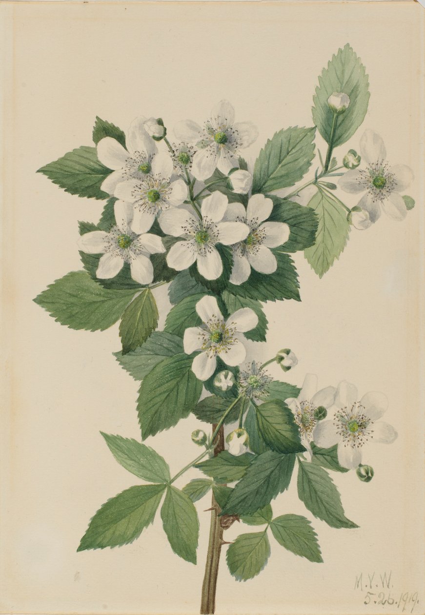 Karhunvatukka (Rubus argutus) tekijältä Mary Vaux Walcott