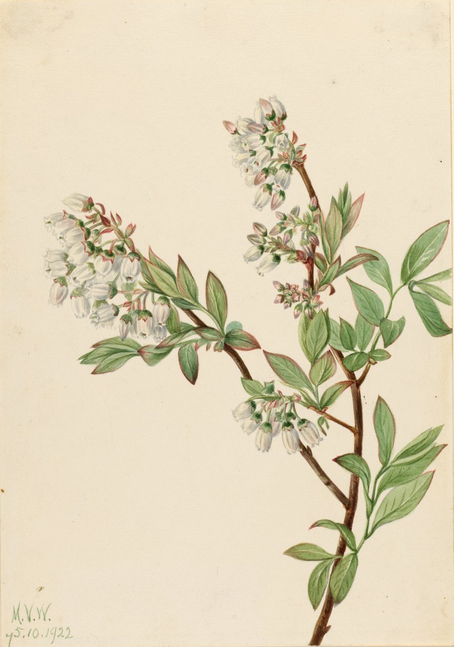 Mustikka (Vaccinium corymbosum) (Highbush Blueberry) tekijältä Mary Vaux Walcott