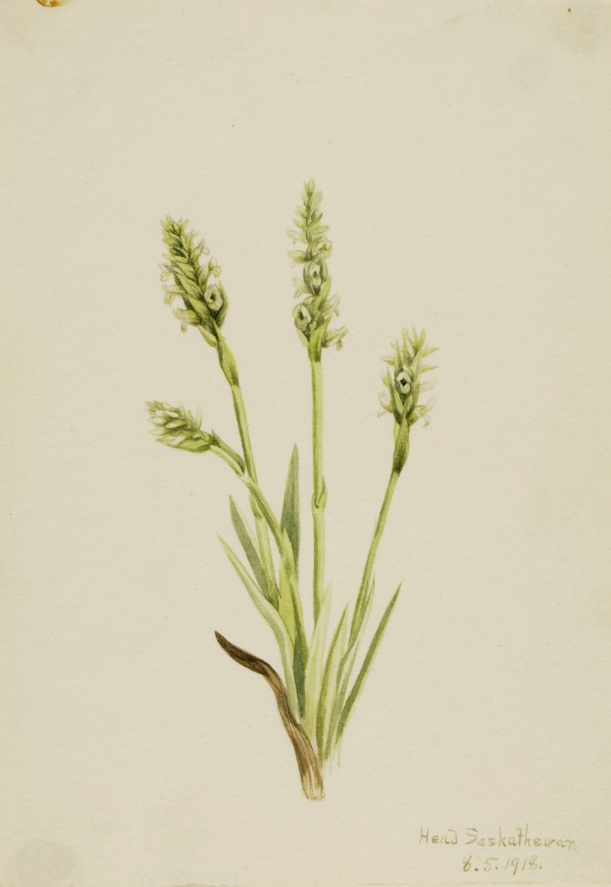 Huppu Naisten-tressit (Ibidium strictum) tekijältä Mary Vaux Walcott