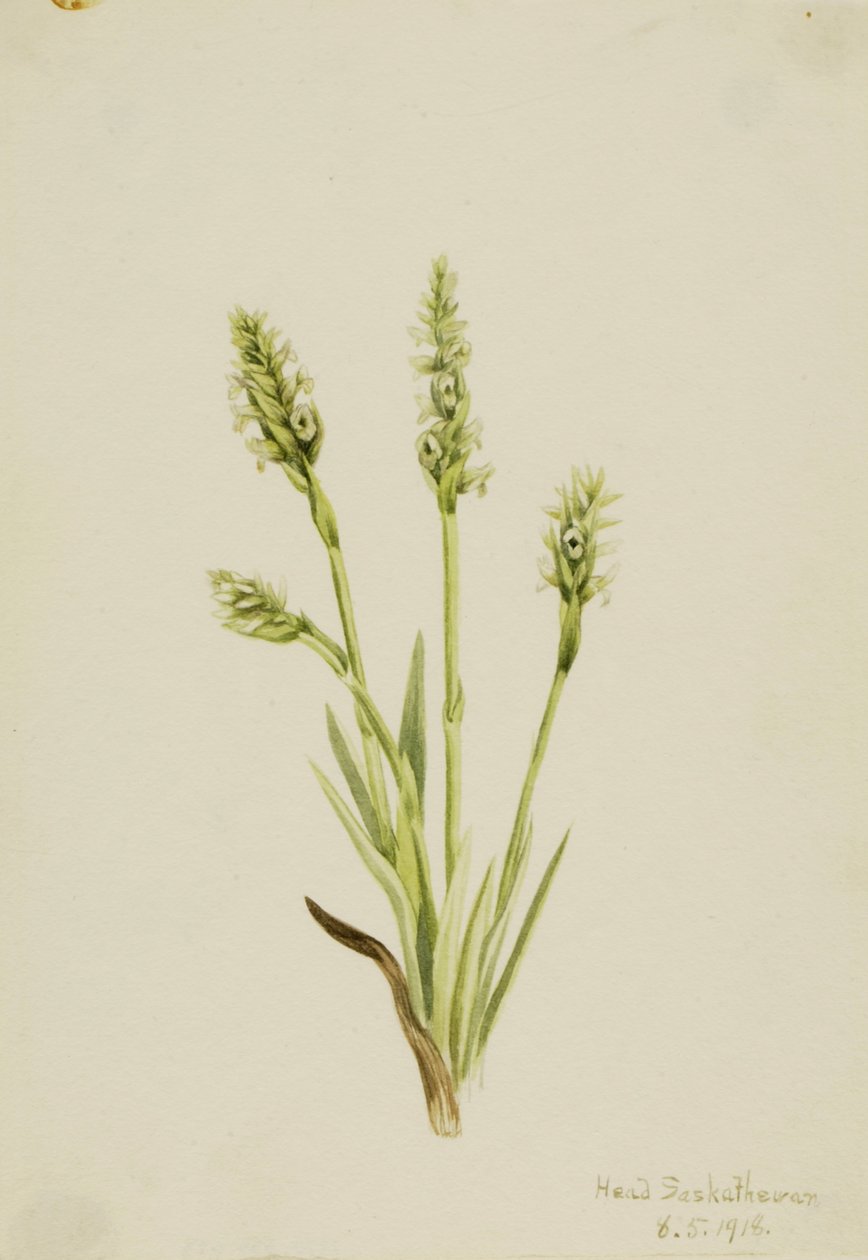 Naisten hupulliset Tresses Ibidium strictum, 1918. tekijältä Mary Vaux Walcott