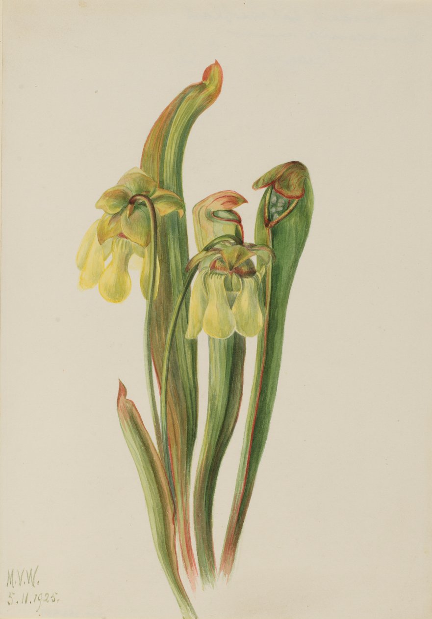 Hupullinen kannukasvi (Sarracenia minor) tekijältä Mary Vaux Walcott