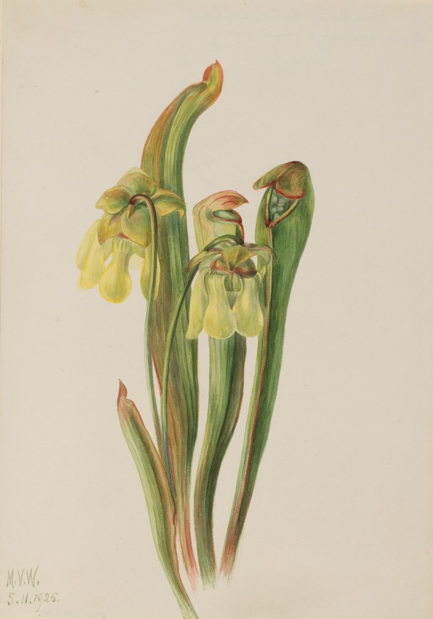Hupukasvi Sarracenia minor, 1925. tekijältä Mary Vaux Walcott