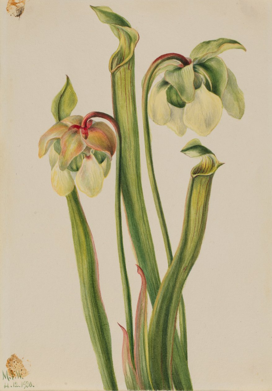 Hybridi kannukasvi (Sarracenia minor) tekijältä Mary Vaux Walcott