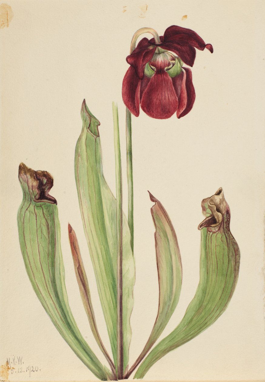 Hybridi kannukasvi (Sarracenia rubra xs purpurea venosa) tekijältä Mary Vaux Walcott