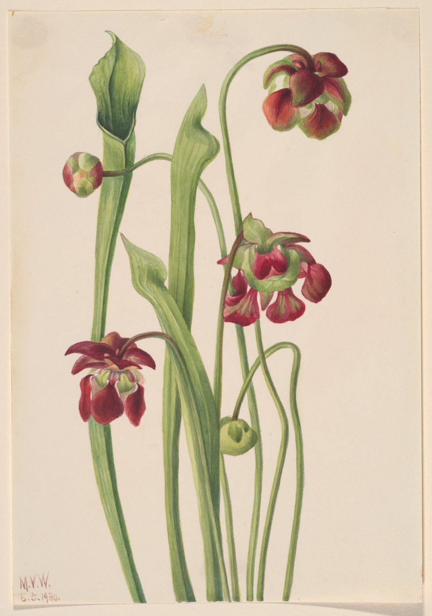 Hybridi syöttäjäkasvi, 1930. tekijältä Mary Vaux Walcott