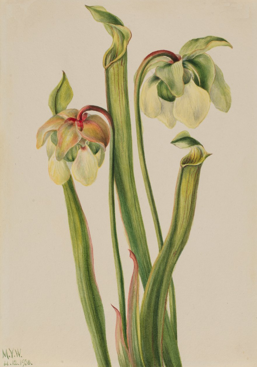 Sarracenia minor hybridiruokasvi, 1930. tekijältä Mary Vaux Walcott