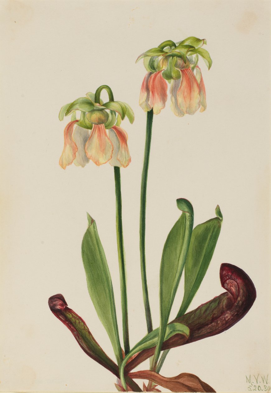 Sarracenia minor x psittacina hybridikasvi, 1930. tekijältä Mary Vaux Walcott
