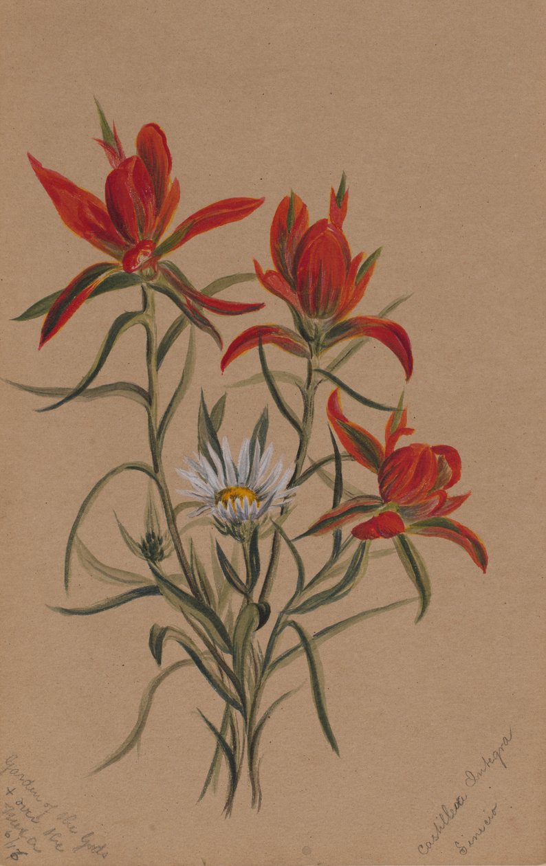 Intialainen sivellin Castilleja rhexifolia, 1883. tekijältä Mary Vaux Walcott