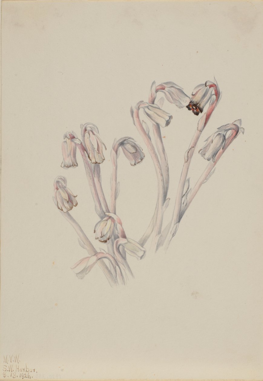 Intialainen putki (Monotropa uniflora) tekijältä Mary Vaux Walcott
