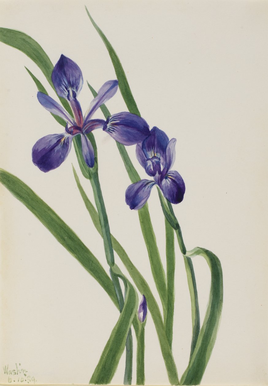 Iris (Iris-laji) tekijältä Mary Vaux Walcott