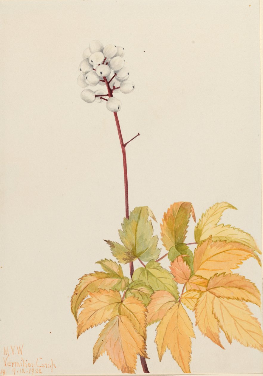 Norsunluunmarja (Actaea arguta) tekijältä Mary Vaux Walcott