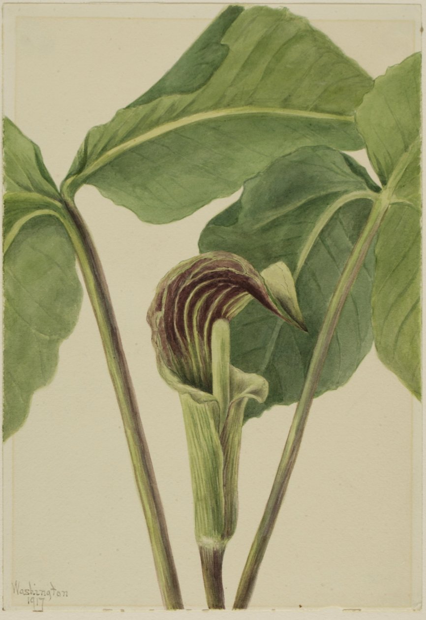Jack-in-the-pulpit (Arisaema triphyllum) tekijältä Mary Vaux Walcott