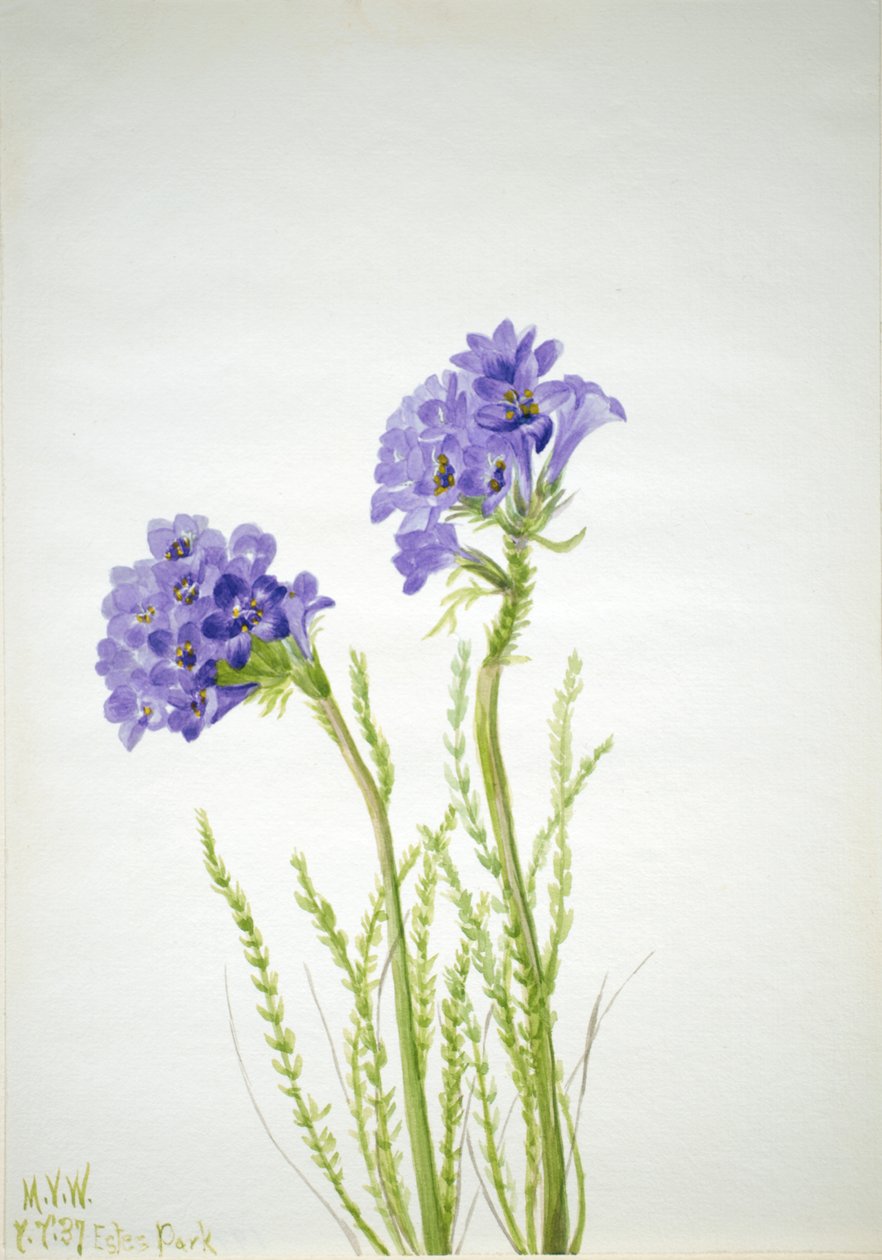 Jaakobin tikkaat Polemonium viscosum, 1937. tekijältä Mary Vaux Walcott