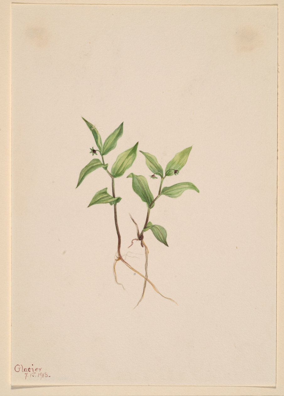 Kruhsea (Kruhsea streptopoides) tekijältä Mary Vaux Walcott