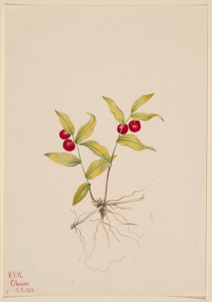 Kruhsea (Kruhsea streptopoides) tekijältä Mary Vaux Walcott