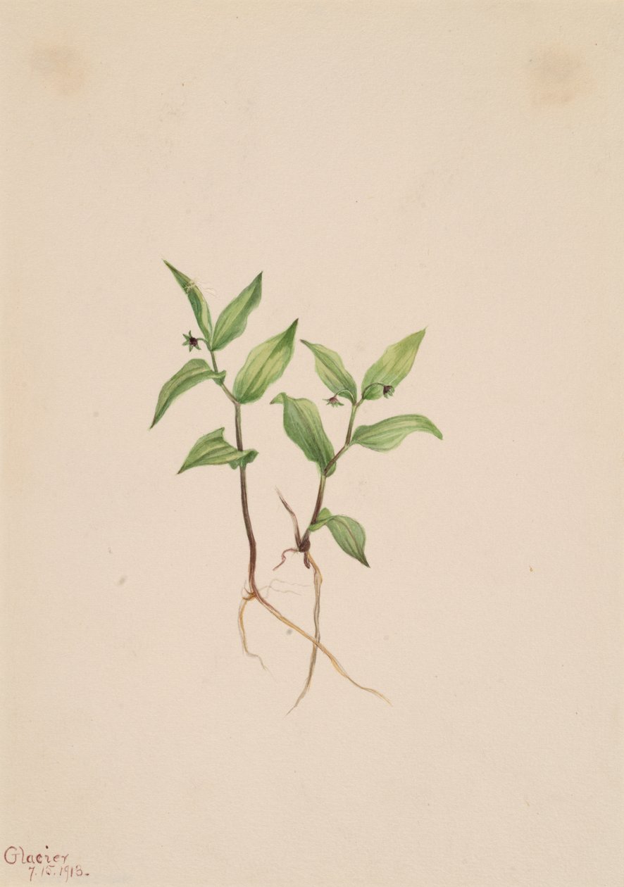 Kruhsea Kruhsea streptopoides, 1913. tekijältä Mary Vaux Walcott