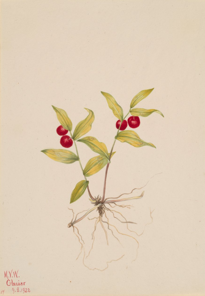 Kruhsea Kruhsea streptopoides, 1922. tekijältä Mary Vaux Walcott