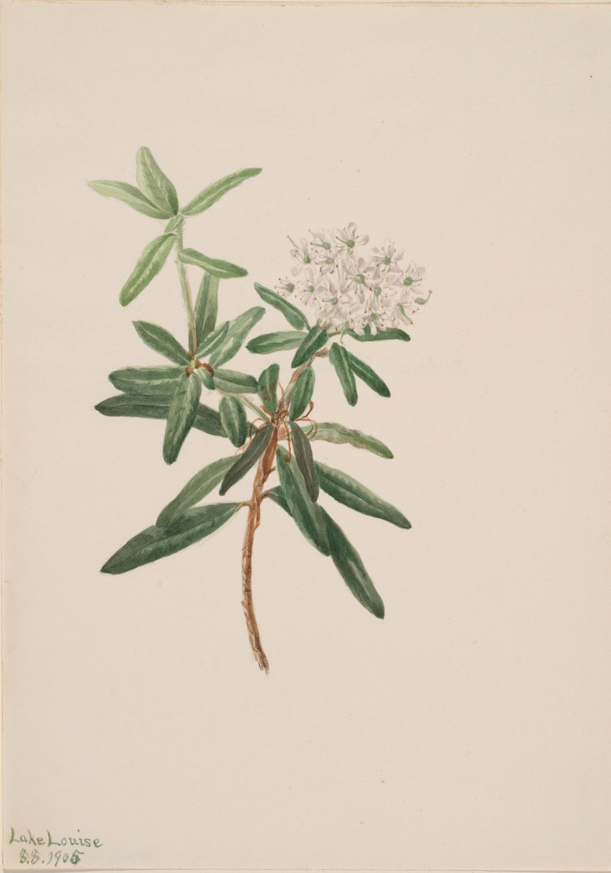 Labradorintee (Ledum groenlandicum) tekijältä Mary Vaux Walcott