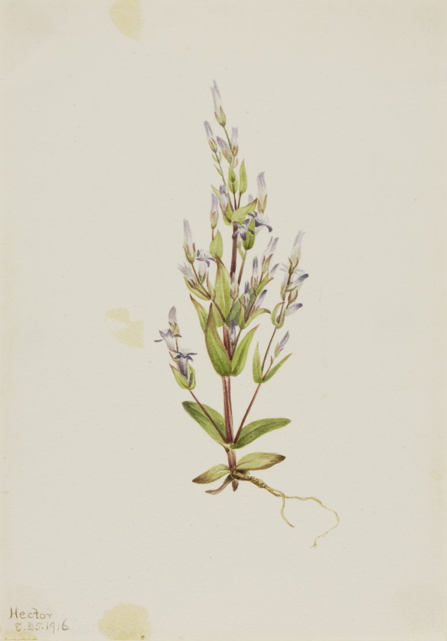 Tikkaat Gentian (Gentiana acuta) tekijältä Mary Vaux Walcott
