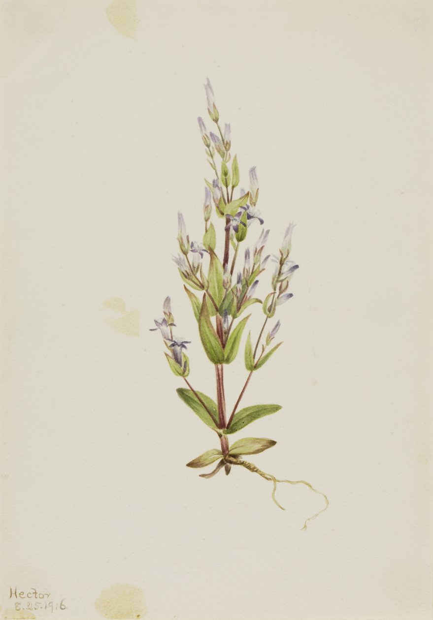 Tikkaat Gentian Gentiana acuta, 1916. tekijältä Mary Vaux Walcott
